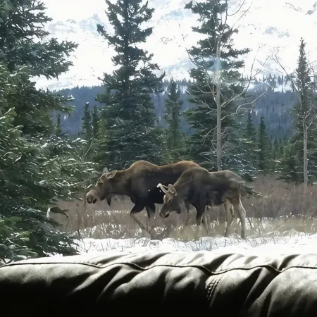 The Taiga House - inspiring mountain views at the edge of Denali National Park