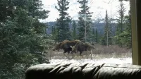 The Taiga House - inspiring mountain views at the edge of Denali National Park - 마운틴 뷰