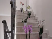Daphnae House
