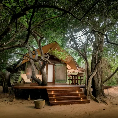 Leopard Reach Yala by Seven Angels