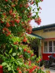 Gibbon Backpackers Hostel - 青年旅舍