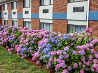 Hyannis Plaza Hotel Hotele w: Hyannis