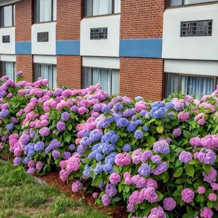 Hyannis Plaza Hotel