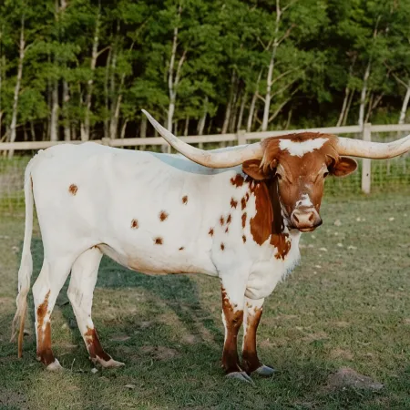 Longhorn Studio- 15 min from Glacier NP-Whitefish Mtn, and Flathead Lake!