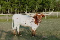 Longhorn Studio- 15 min from Glacier NP-Whitefish Mtn, and Flathead Lake!