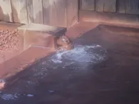 Ainori - spa