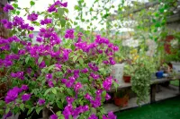 Laocheng Yard Homestay -  case vacanza in affitto