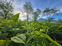 Seroja Hills Glamping Wonosobo - Mountain View