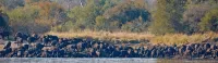 Zambezi Dusk River Facing-All Inclusive-Luxury Accommodation - 4-stjärniga