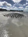 Charming Marco Island Beach Condo-Beach Access-JW Alternative - Beach