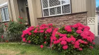 Panda Garden B&B Vancouver - Wifi