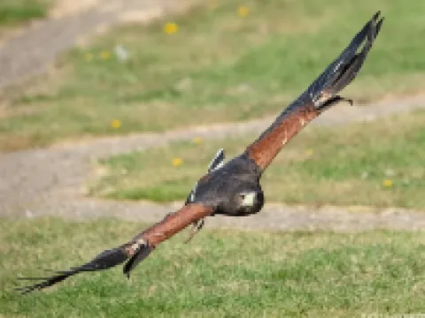 Falcons Nest Hotels in Huntingdon