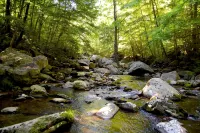 Rustic Mountain Retreat-Bear Paw - 3-Star