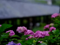 Kanko Ryokan Yamatoya