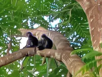 Wassana Camp Khai Jungle Experience
