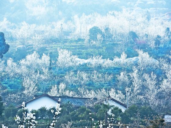 桜の山の風景