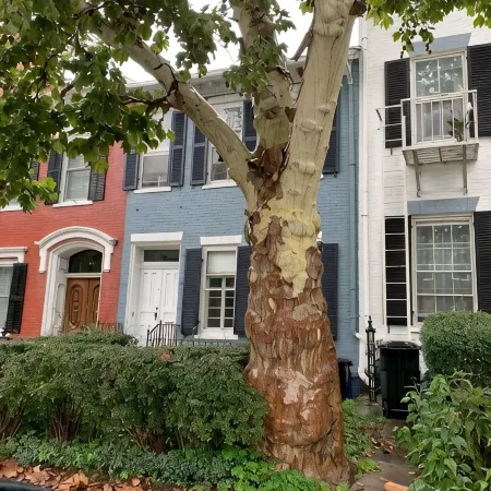 Beautiful S. Main St. Historic Row House