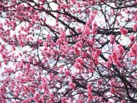 いろりの宿 島畑