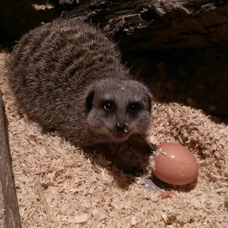 Falcons Nest