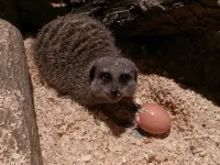 Falcons Nest - Апартаменты