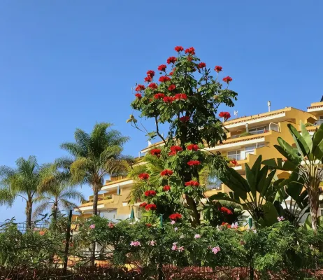 Apartamentos Tigaiga Suites - Homestays