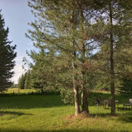 Little house in the woods, close to the lake,town and mountain.