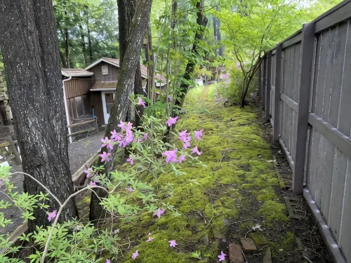 Pine Creek Treehouse