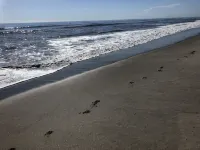 Surf shack on the beach,  direct ocean. インディアランティックのホテル