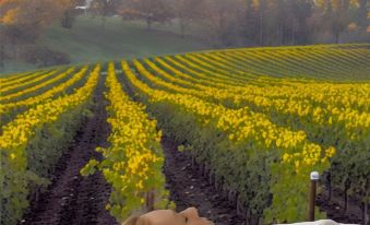 Les Maritonnes Parc et Vignoble