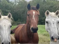 Charming 3-bedroom home nestled on a picturesque 270-acre farm in Halifax. Hotels in Halifax County