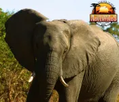 Room in Villa - Zambezi Family Lodge - Lion Room - 2-Star