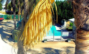 a palm tree with yellow hanging plants , and a swimming pool in the background , under a clear blue sky at Lone Pine Motel