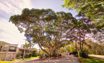 Raintrees Moffat Beach