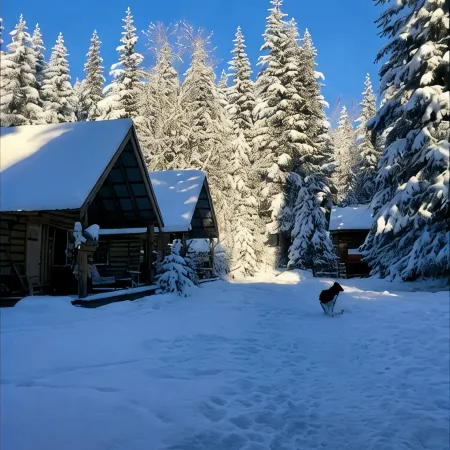 Lynx, wildlife, custom log cabin . private lake access, salmon stream kayaking,