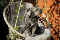 "Meeresrauschen" - your retreat at the Deichkieker guesthouse - pets allowed - Wifi