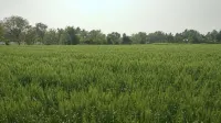 Sai Srushti by Neem Square