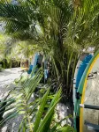 Surf Paradise