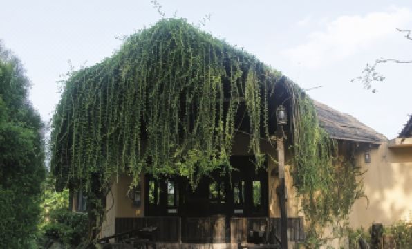 Rhino Lodge Bardia Pvt Ltd