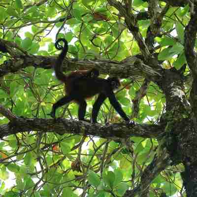 Jungle Casita on Beachfront Property Near Corcovado National Park Others
