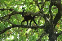 Jungle Casita on Beachfront Property Near Corcovado National Park - 2 stelle