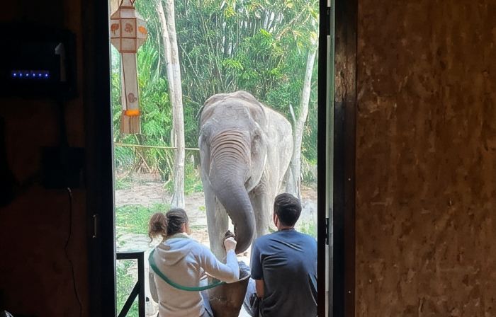 Hidden Gem Elephant