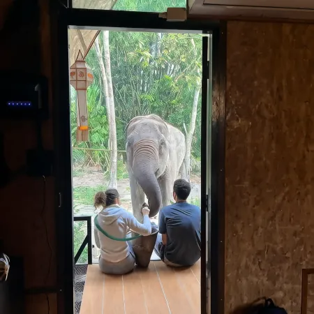 Hidden Gem Elephant