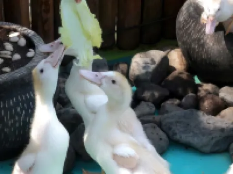 Hotel FortunaGrande Jember by Fosia Hotels Hotels in Jember