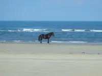 Octopus Oasis, Horses/Sea Turtles 4X4 a Must  Pets OK.  Jacuzzi.  Carova Beach - Beach
