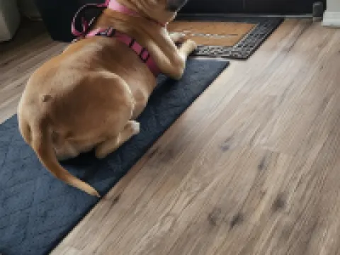 Golden Arrow Motel Hoteles en Lamar