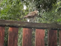 Cabaña Radal en Coñaripe Cerca del Lago Calafquén Hotels in Panguipulli