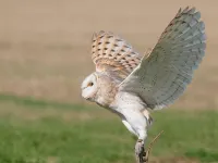 Falcons Nest