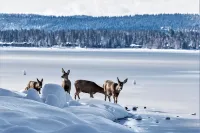 Lake Getaway! Elegant 2-Bedroom Condo in Downtown McCall - 4-Star