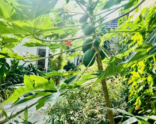 日光平房 Photos