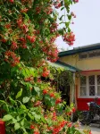 Gibbon Backpackers Hostel - Hostels